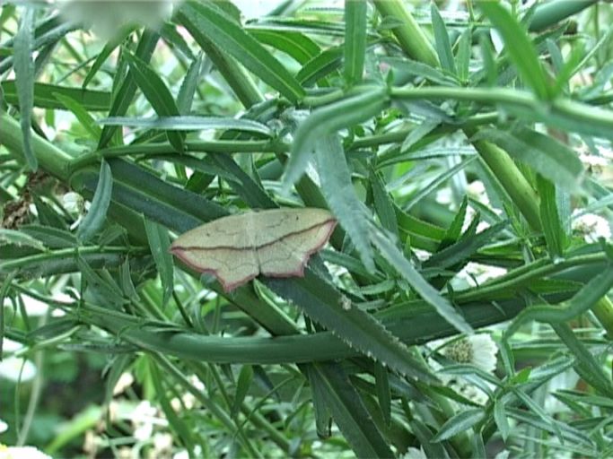 Ampferspanner ( Timandra comae ) : Moers, in unserem Garten, 17.08.2005